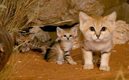 sand cat scientific name,Sand Cat Scientific Name: Felis margarita