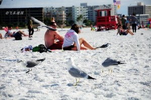 sand key dog beach,Sand Key Dog Beach: A Paradise for Canine Lovers