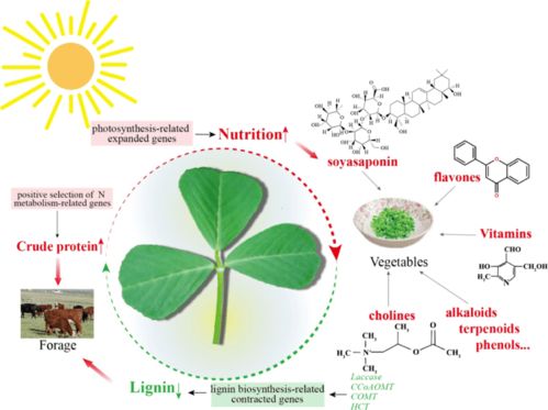 nutritional value of sand,Nutritional Value of Sand: A Comprehensive Overview