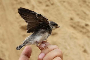 sand martin – ebird,Sand Martin – Ebird: A Comprehensive Guide